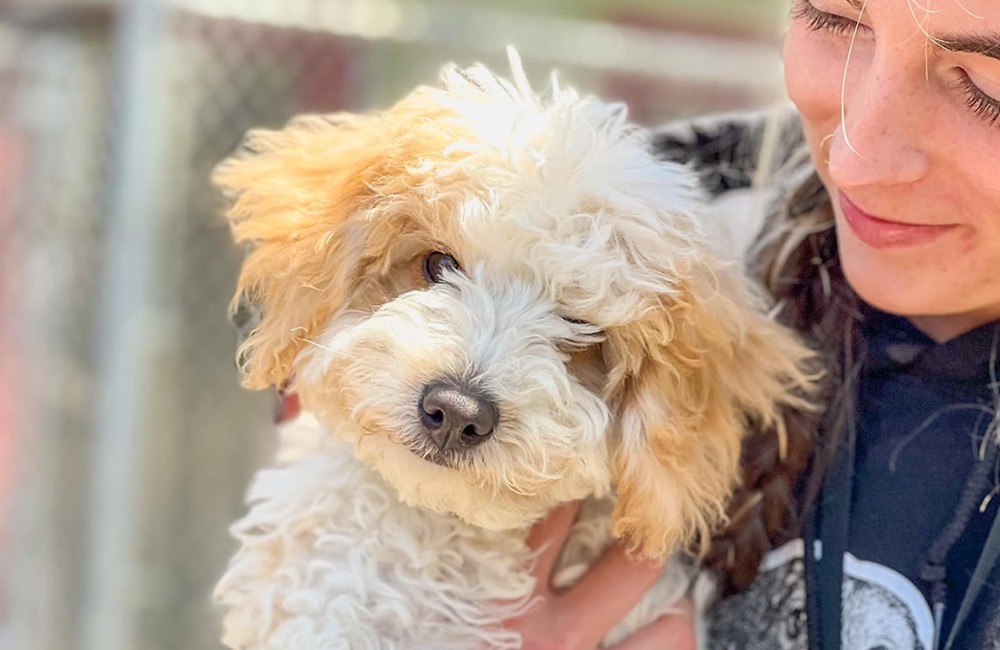 Fluffy dog getting care from SkyDance Staff