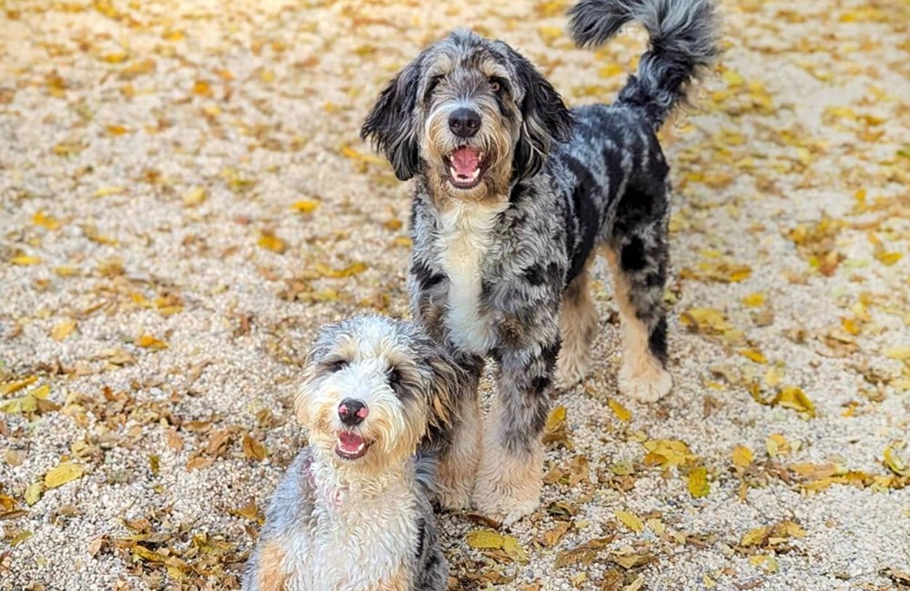 Two dogs at day training