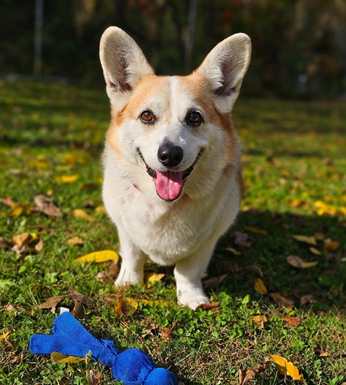 Happy pup playing outside with a toy