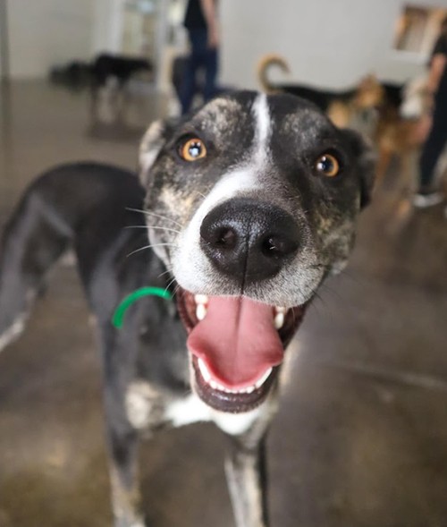 Smiling dog at indoor play