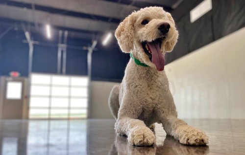 Dog in large indoor play space