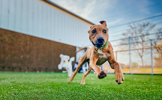 Dogs running outside at their own pace