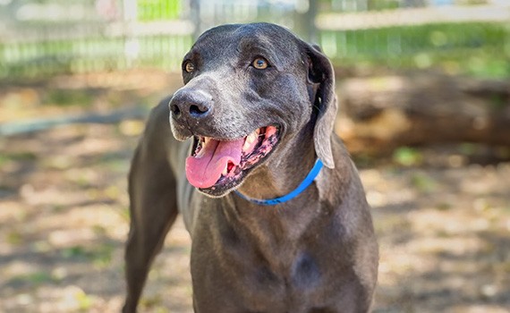 Dog enjoying time at outdoor play