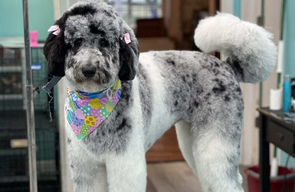 Luxury dog grooming in New Berlin