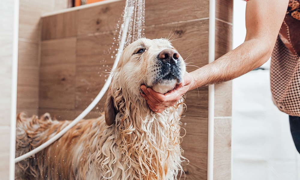 Dog bath during affordable grooming package
