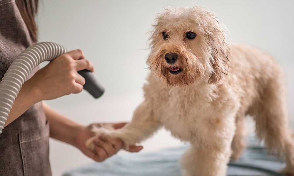 Dog during drying services