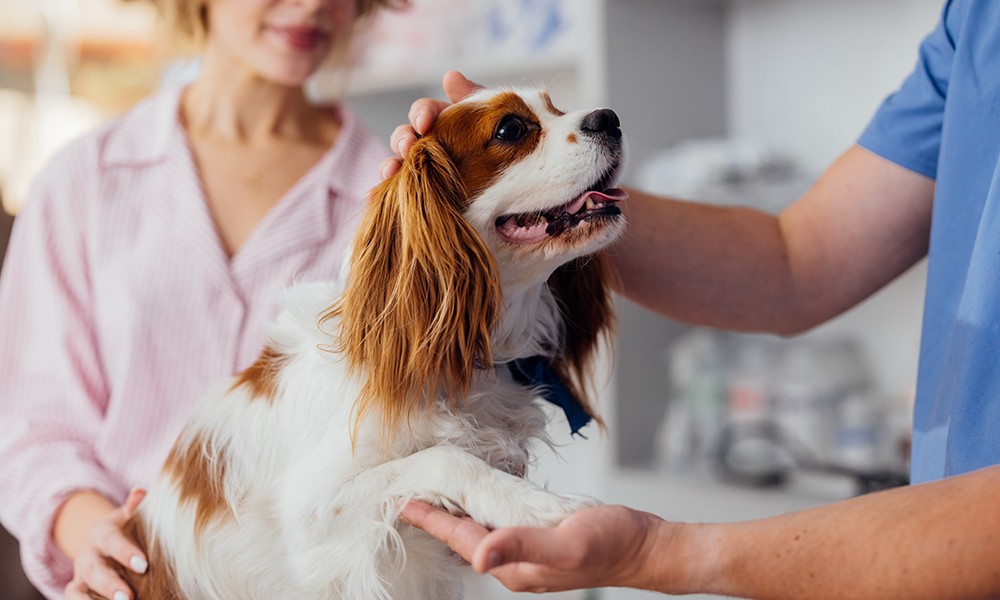 Dog during Pre-grooming activites