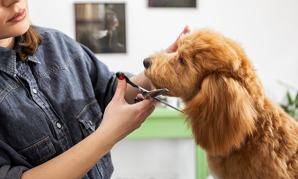 Dog getting its hair cut