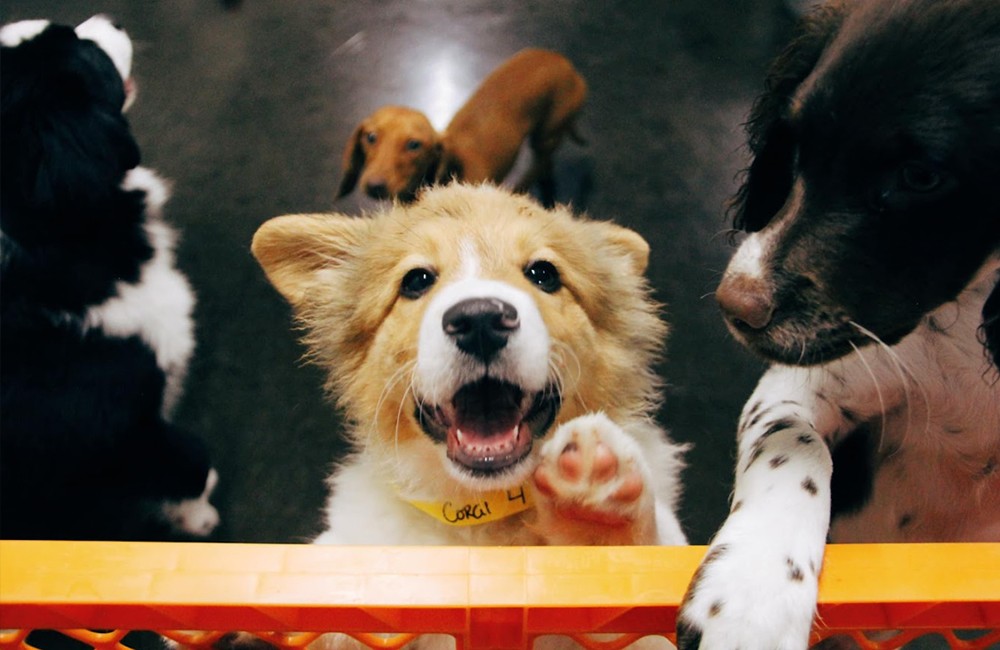 Dog at enrichment activities