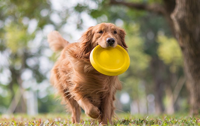 Pet enrichment activities with a frisbee