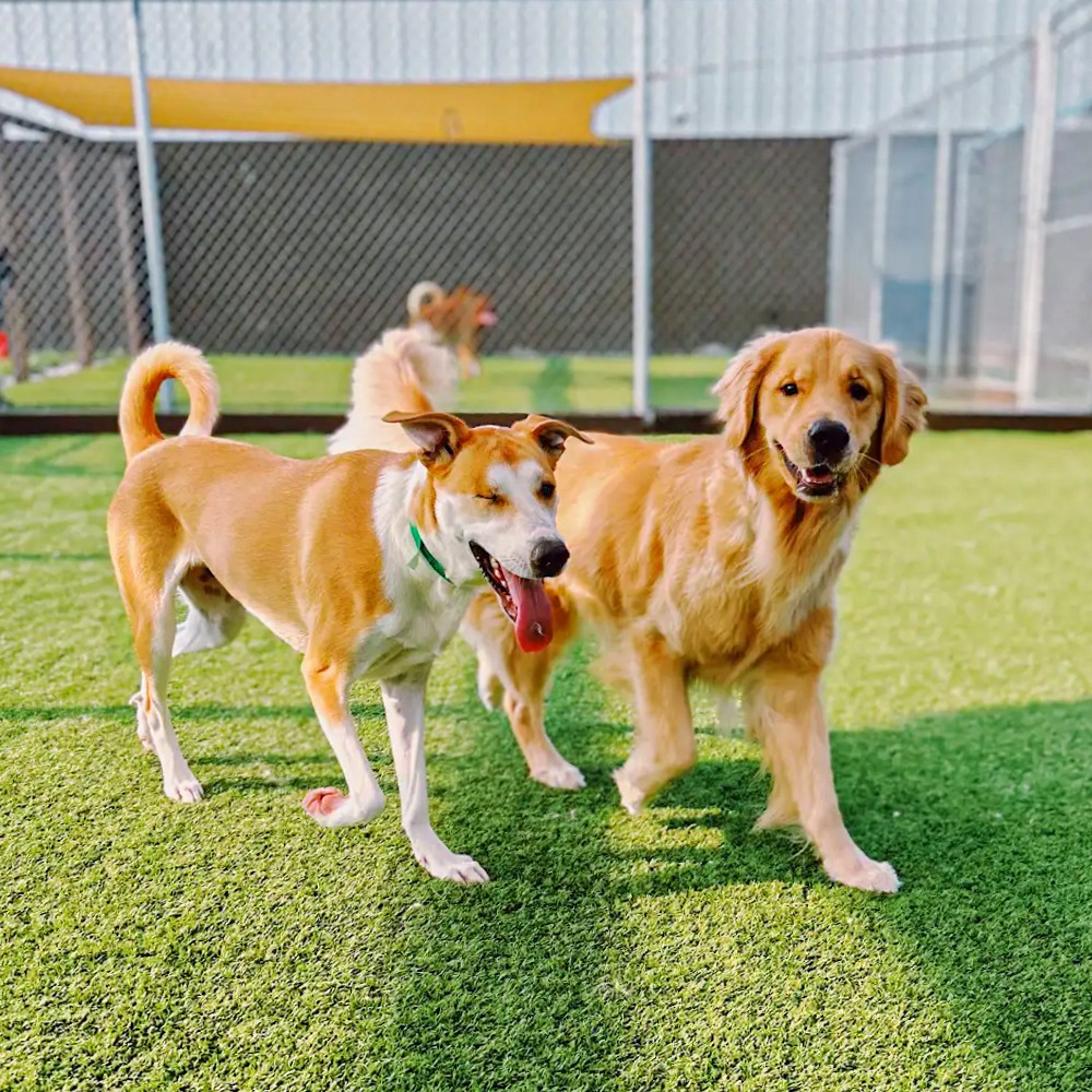 Stress-free dog boarding in Dousman