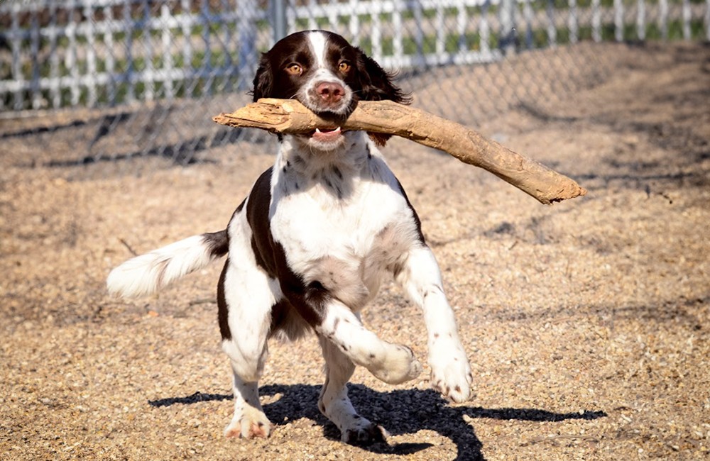 Dog running with a stick at training class