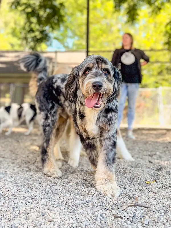 Framed dog photo representing holistic pet care at SkyDance