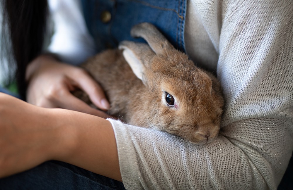Rabbit getting cuddles from caregiver
