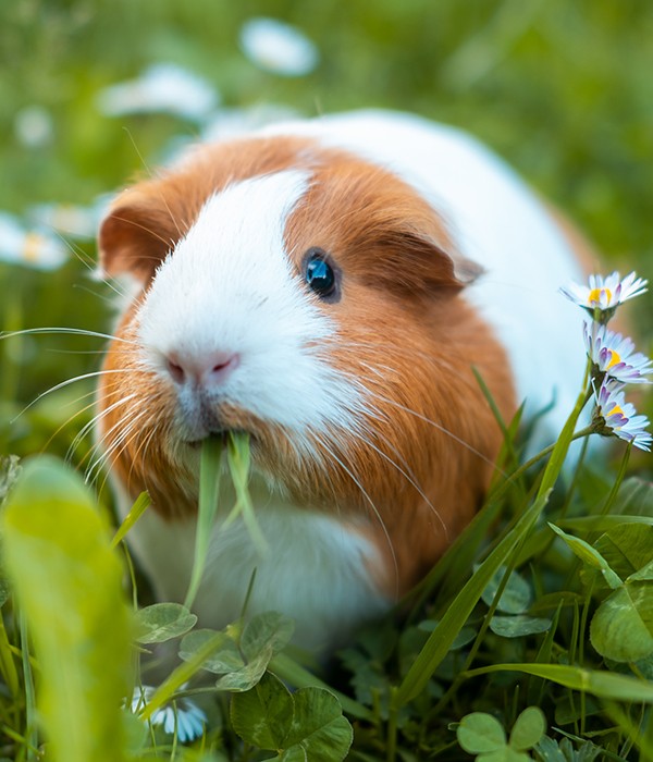 Hamster munching on grass