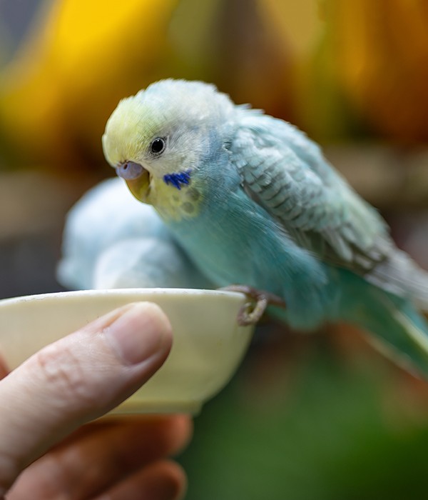 Bird receiving care from dedicated staff