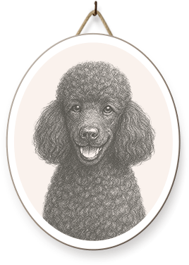 Professional dpg grooming at SkyDance